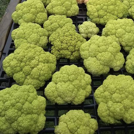 Vitaverde, Cauliflower Seeds - Packet image number null